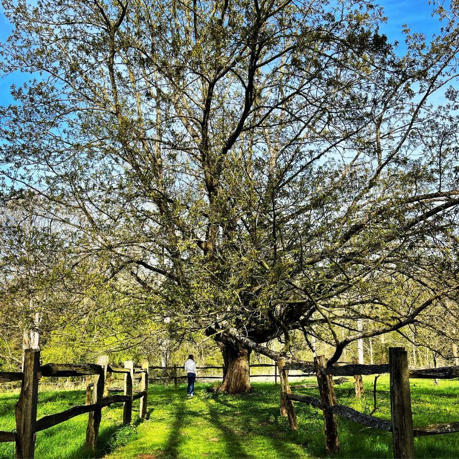 Domaine De Fresnoy Bed & Breakfast Loison-sur-Crequoise Luaran gambar